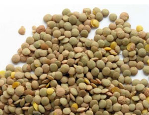 leca.jpg