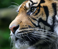 tiger.jpg