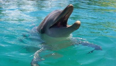 clanek_delfin.jpg
