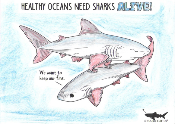 Healthy oceans need sharks alive 580x412.png