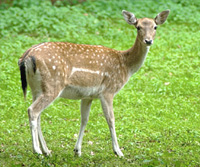 zivali-v-divjini.jpg