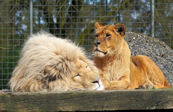 lion-712296_640 – kopija 570.jpg