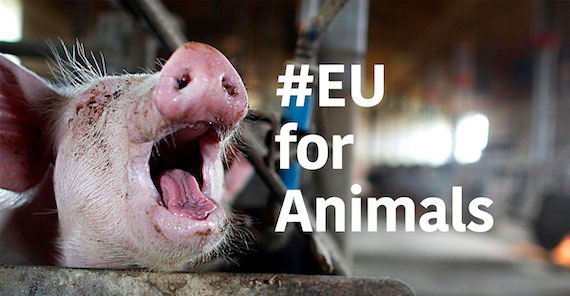 euforanimals_splet.jpg