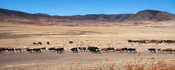 clanek_vpliv_reje_desertification.jpg