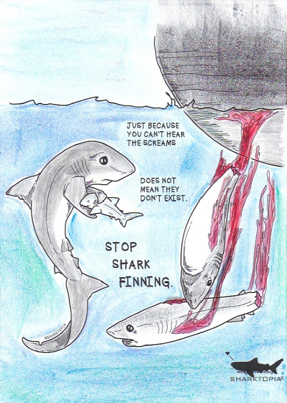 Stop shark finning 580x814.png