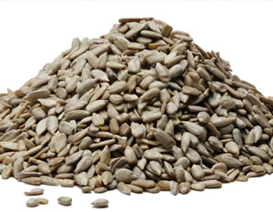 soncnicna_semena.jpg