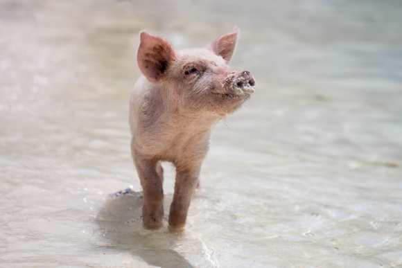 piglet_clanek.jpg