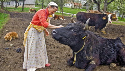 novica_rinine_kravice.jpg