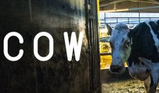 Dokumentarni film COW (Krava)