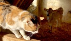 Izkoriščanje čutečih bitij v razvitih državah ni potrebno, veganstvo mora biti naša moralna dolžnost