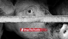 Kampanja »Stop the trucks«